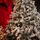 Christmas Tree With Lights 240 CM Snow-Covered ნაძვის ხე დათოვლილი ტოტებით და განათებით, 10 image