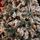 Christmas Tree With Lights 240 CM Snow-Covered ნაძვის ხე დათოვლილი ტოტებით და განათებით, 11 image