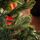 Lidia Green Christmas Tree PVC 200 CM - ნაძვის ხე, 6 image