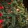Lidia Green Christmas Tree PVC 200 CM - ნაძვის ხე, 10 image