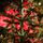 Lidia Green Christmas Tree PVC 200 CM - ნაძვის ხე, 11 image