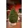 Lamelia Christmas Tree PE+PVC 240CM With Mixed Silicone Needle - ნაძვის ხე შერეული სილიკონის წიწვებით, 2 image