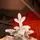 Ukrainіan Frost Snow-Covered Christmas Tree 230 CM 100 % Silicone Needle - ნაძვის ხე 100% სილიკონი, 3 image