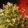 Mistlewood Christmas Tree 180 CM 100% Silicone With Stump - ნაძვის ხე 100 % სილიკონი, 13 image