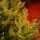 Christmas Whisper Tree PE+PVC 210 CM With Mixed Silicone Needle - ნაძვის ხე შერეული სილიკონის წიწვებით, 14 image