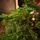 Nordic Frost Christmas Tree 100% Silicone 180 CM - ნაძვის ხე 100 % სილიკონი, 6 image