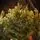 Christmas Whisper Tree PE+PVC 210 CM With Mixed Silicone Needle - ნაძვის ხე შერეული სილიკონის წიწვებით, 9 image