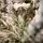 Snowy Belle Christmas Tree 270 CM საახალწლო ნაძვის ხე დათოვლილი ტოტებით, 11 image