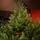 Lamelia Christmas Tree PE+PVC 240CM With Mixed Silicone Needle - ნაძვის ხე შერეული სილიკონის წიწვებით, 8 image