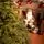 Riviera Alpine Christmas Tree 260 CM With Mixed Silicone Needle PE+PVC- ნაძვის ხე შერეული სილიკონის წიწვებით, 13 image