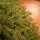 Riviera Alpine Christmas Tree 260 CM With Mixed Silicone Needle PE+PVC- ნაძვის ხე შერეული სილიკონის წიწვებით, 9 image