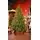 Snowdrop Christmas Tree 210 CM 100% Silicone With Lights - ნაძვის ხე 100 % სილიკონი, განათებით, 2 image