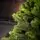 Carpathian Christmas Tree Light Green Tips 230CM PVC + PE  ნაძვის ხე შერეული სილიკონის წიწვებით, 13 image