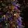 Snowcrest Christmas Tree  210 CM With Colorful Lights - დათოვლილი ნაძვის ხე ფერადი განათებით და შერეული სილიკონის წიწვით, 7 image