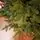 Ukrainian Prime Christmas Tree 100 % Silicone Needle 250 CM - ნაძვის ხე 100% სილიკონი, 8 image