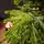 Evergreen Charm Christmas Tree 210 CM 100% Silicone - ნაძვის ხე 100 % სილიკონი, 11 image