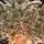 Premium Snow-Covered Christmas Tree PE 200 CM - ნაძვის ხე 100% სილიკონი, 14 image