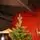 Enchanted Pine Christmas Tree PE+PVC 180 CM With Mixed Silicone Needle - ნაძვის ხე შერეული სილიკონის წიწვებით, 3 image