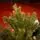 Northern Glow Christmas Tree 150 CM With Mixed Silicone Needle PE+PVC -  ნაძვის ხე შერეული სილიკონის წიწვებით, 13 image