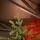 Alpina Christmas Tree 240 CM Edelweiss With Mixed Silicone Needle - ნაძვის ხე შერეული სილიკონის წიწვებით, 3 image