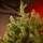 Riviera Alpine Christmas Tree 180 CM With Mixed Silicone Needle PE+PVC - ნაძვის ხე შერეული სილიკონის წიწვებით, 10 image