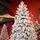 Winterella Snow-Covered Christmas Tree PE 180CM 100% Silicone - დათოვლილი ნაძვის ხე 100% სილიკონი, 11 image