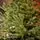 Alpina Christmas Tree 240 CM Edelweiss With Mixed Silicone Needle - ნაძვის ხე შერეული სილიკონის წიწვებით, 10 image