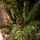 Winter Pearl Christmas Tree 210 CM With Pine Cones And Berries - ნაძვის ხე გირჩით და კენკრით, 11 image