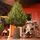 Christmas Whisper Tree PE+PVC 210 CM With Mixed Silicone Needle - ნაძვის ხე შერეული სილიკონის წიწვებით, 6 image
