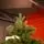 Prime Christmas Tree PE 210 CM 100 % Silicone Needle - ნაძვის ხე 100% სილიკონი, 3 image