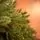 Ukrainian Prime Christmas Tree 100 % Silicone Needle 250 CM - ნაძვის ხე 100% სილიკონი, 11 image
