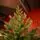 Aurepine Grand Wide Christmas Tree PE 220 CM 100 % Silicone Needle  - ნაძვის ხე 100% სილიკონი, 7 image