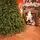 Aurepine Grand Wide Christmas Tree PE 220 CM 100 % Silicone Needle  - ნაძვის ხე 100% სილიკონი, 4 image