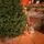 Lamelia Christmas Tree PE+PVC 220CM With Mixed Silicone Needle - ნაძვის ხე შერეული სილიკონის წიწვებით, 4 image