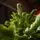 Evergreen Charm Christmas Tree 210 CM 100% Silicone - ნაძვის ხე 100 % სილიკონი, 10 image