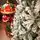Snowy Belle Christmas Tree 270 CM საახალწლო ნაძვის ხე დათოვლილი ტოტებით, 10 image