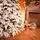 Ukrainіan Frost Snow-Covered Christmas Tree 230 CM 100 % Silicone Needle - ნაძვის ხე 100% სილიკონი, 4 image