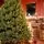 Riviera Alpine Christmas Tree 220 CM With Mixed Silicone Needle PE+PVC - ნაძვის ხე შერეული სილიკონის წიწვებით, 5 image