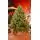 Riviera Alpine Christmas Tree 180 CM With Mixed Silicone Needle PE+PVC - ნაძვის ხე შერეული სილიკონის წიწვებით, 2 image