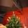 Carpathian Christmas Tree Light Green Tips 230CM PVC + PE  ნაძვის ხე შერეული სილიკონის წიწვებით, 3 image