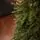Alpine Christmas Tree PE 180 CM Green - საახალწლო ნაძვის ხე, 100 % სილიკონი, 6 image