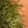 Alpina Christmas Tree 240 CM Edelweiss With Mixed Silicone Needle - ნაძვის ხე შერეული სილიკონის წიწვებით, 13 image