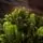 Carpathian Christmas Tree Light Green Tips 230CM PVC + PE  ნაძვის ხე შერეული სილიკონის წიწვებით, 10 image