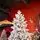 Winterella Snow-Covered Christmas Tree PE 180CM 100% Silicone - დათოვლილი ნაძვის ხე 100% სილიკონი, 10 image
