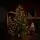 Snowdrop Christmas Tree 210 CM 100% Silicone With Lights - ნაძვის ხე 100 % სილიკონი, განათებით, 4 image