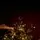 Elowyn Christmas Tree 100% Silicone With Lights 180 CM - ნაძვის ხე 100 % სილიკონი, განათებით, 6 image