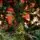 Snowcrest Christmas Tree 100% Silicone PE 210 CM With Stand - ნაძვის ხე სადგამით 100% სილიკონი, 13 image