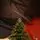 Ukrainian Christmas Tree 230 CM 100 % Silicone Needle - ნაძვის ხე 100% სილიკონი, 12 image