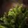 Carpathian Christmas Tree Light Green Tips 230CM PVC + PE  ნაძვის ხე შერეული სილიკონის წიწვებით, 9 image