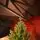 Christmas Whisper Tree PE+PVC 210 CM With Mixed Silicone Needle - ნაძვის ხე შერეული სილიკონის წიწვებით, 3 image
